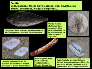 FAUNA:
Solla, lenguado, faneca brava, escacho, xiba, mavalla, arola,
ameixa, berberecho, miñocas, cangrexos...
Coquina (Donax vitatus). Un
molusco abundante nos fondos
areosos das praias de mar aberto.
Ourizo de area
(Echinocardium
cordatum). Vive
enterrado ata 20 cm
de profundidade na
area das praias
expostas.
Navalla (Ensis ensis).
Vive enterrada
verticalmente en
fondos de area fina.
Lenguado (Solea vulgaris). Os peixes planos
están adaptados á vida nos fondos areosos.
Arola (Lutratia lutraria). Molusco
bivalvo que pode acadar os 13 cm de
lonxitude. Vive en fondos de area e
grava ata os 100 m de profundidade.
 