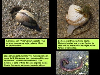 A ameixa san (Venerupis decussata) vive
na zona intermareal enterrada ata 15 cm
de profundidade.
Cagón (Arenicola marina), vive nunha galería en
forma de U. Aliméntase dos restos que filtra dos
sedimentos. Polo orificio de entrada colle
material e polo orificio de saída expulsa a area
filtrada formando as moreas características.
Berberecho (Cerastoderma edule).
Molusco bivalvo que vive en fondos de
area fina no intermareal de augas pouco
fondas e tranquilas.
 
