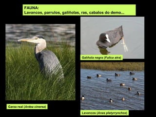 FAUNA:
Lavancos, parrulos, galiñolas, ras, cabalos do demo...
Garza real (Ardea cinerea)
Galiñola negra (Fulica atra)
Lavancos (Anas platyrrynchos)
 