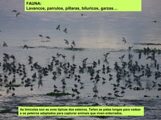 FAUNA:
Lavancos, parrulos, píllaras, biluricos, garzas…
As limícolas son as aves típicas dos esteiros. Teñen as patas longas para vadear
e os peteiros adaptados para capturar animais que viven enterrados.
 