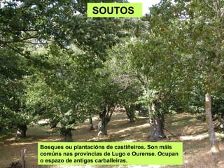 SOUTOS




Bosques ou plantacións de castiñeiros. Son máis
comúns nas provincias de Lugo e Ourense. Ocupan
o espazo de antigas carballeiras.
 