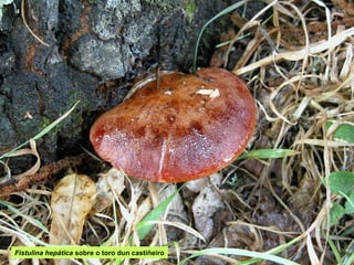 Fistulina hepática sobre o toro dun castiñeiro
 