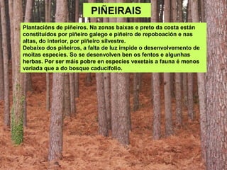 PIÑEIRAIS
Plantacións de piñeiros. Na zonas baixas e preto da costa están
constituídos por piñeiro galego e piñeiro de repoboación e nas
altas, do interior, por piñeiro silvestre.
Debaixo dos piñeiros, a falta de luz impide o desenvolvemento de
moitas especies. So se desenvolven ben os fentos e algunhas
herbas. Por ser máis pobre en especies vexetais a fauna é menos
variada que a do bosque caducifolio.
 