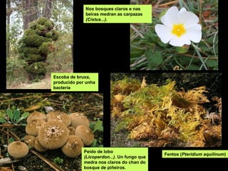 Nos bosques claros e nas
             beiras medran as carpazas
             (Cistus...).




Escoba de bruxa,
producido por unha
bacteria




             Peido de lobo
                                             Fentos (Pteridium aquilinum)
             (Licoperdon...). Un fungo que
             medra nos claros do chan do
             bosque de piñeiros.
 
