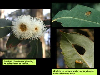 Eucalipto (Eucalyptus globulus).
As flores atraen ás abellas.


                                   Gonipterus, un escarabello que se alimenta
                                   das folllas do eucalipto.
 