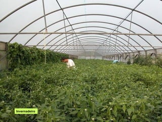 Invernadeiro
 