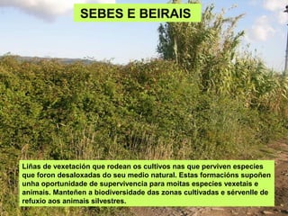 SEBES E BEIRAIS




Liñas de vexetación que rodean os cultivos nas que perviven especies
que foron desaloxadas do seu medio natural. Estas formacións supoñen
unha oportunidade de supervivencia para moitas especies vexetais e
animais. Manteñen a biodiversidade das zonas cultivadas e sérvenlle de
refuxio aos animais silvestres.
 