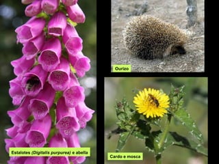 Ourizo




Estalotes (Digitalis purpurea) e abella
                                          Cardo e mosca
 