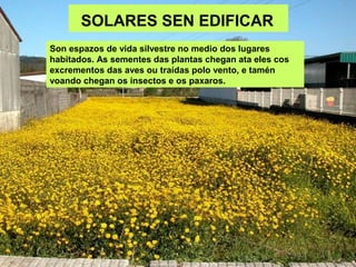 SOLARES SEN EDIFICAR
Son espazos de vida silvestre no medio dos lugares
habitados. As sementes das plantas chegan ata eles cos
excrementos das aves ou traídas polo vento, e tamén
voando chegan os insectos e os paxaros.
 