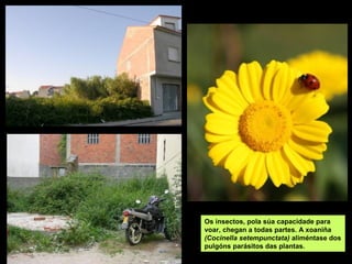 Os insectos, pola súa capacidade para
voar, chegan a todas partes. A xoaniña
(Cocinella setempunctata) aliméntase dos
pulgóns parásitos das plantas.
 