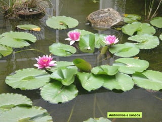 Ambroíños e xuncos
 