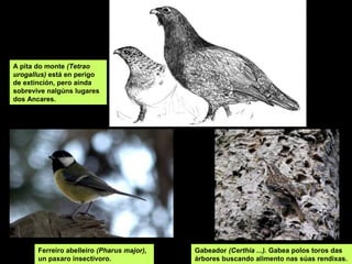 A pita do monte (Tetrao
urogallus) está en perigo
de extinción, pero aínda
sobrevive nalgúns lugares
dos Ancares.




       Ferreiro abelleiro (Pharus major),   Gabeador (Certhia ...). Gabea polos toros das
       un paxaro insectivoro.               árbores buscando alimento nas súas rendixas.
 