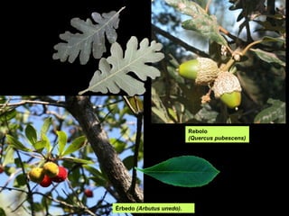 Rebolo
                          (Quercus pubescens)




Érbedo (Arbutus unedo).
 