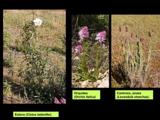 Orquídea           Cantroxo, arzaia
                             (Orchis italica)   (Lavandula stoechas).




Esteva (Cistus ladanifer).
 