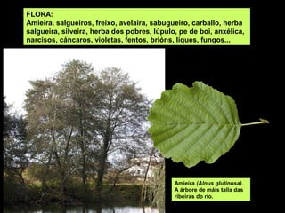 FLORA:
Amieira, salgueiros, freixo, avelaira, sabugueiro, carballo, herba
salgueira, silveira, herba dos pobres, lúpulo, pe de boi, anxélica,
narcisos, cáncaros, violetas, fentos, brións, liques, fungos...




                                             Amieira (Alnus glutinosa).
                                             A árbore de máis talla das
                                             ribeiras do río.
 