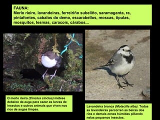 FAUNA:
    Merlo rieiro, lavandeiras, ferreiriño subeliño, saramaganta, ra,
    pintafontes, cabalos do demo, escarabellos, moscas, típulas,
    mosquitos, lesmas, caracois, cárabos...




O merlo rieiro (Cinclus cinclus) métese
debaixo da auga para cazar as larvas de
insectos e outros animais que viven nos    Lavandeira branca (Motacilla alba). Todas
ríos de augas limpas.                      as lavandeiras percorren as beiras dos
                                           ríos e demais zonas húmidas pillando
                                           nelas pequenos insectos.
 