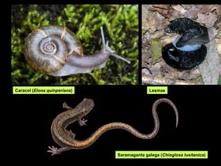 Caracol (Elona quinperiana)                 Lesmas




                              Saramaganta galega (Chioglosa lusitanica)
 