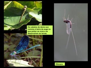 Os cabalos do demo son
comúns á beira da auga na
que poñen os ovos e se
desenvolven as larvas.




                            Efémera
 