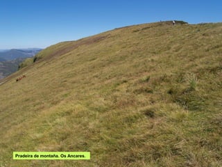 Pradeira de montaña. Os Ancares.
 