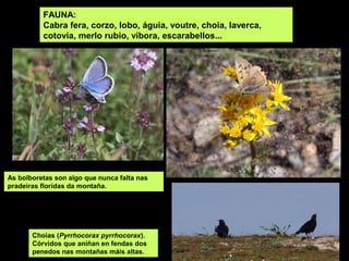 FAUNA:
          Cabra fera, corzo, lobo, águia, voutre, choia, laverca,
          cotovía, merlo rubio, víbora, escarabellos...




As bolboretas son algo que nunca falta nas
pradeiras floridas da montaña.




       Choias (Pyrrhocorax pyrrhocorax).
       Córvidos que aniñan en fendas dos
       penedos nas montañas máis altas.
 