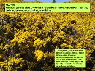 FLORA:
Piornos (só nas altas), toxos (só nas baixas), uces, carqueixas, xestas,
breixos, queirugas, abrodias, arandeiras...




                                            O toxo (Ulex...) é a planta máis
                                            común nas zonas baixas. Todos
                                            os toxos son arbustos
                                            espiñentos comúns en Galicia.
                                            Foron moi usados sobre todo
                                            para estrar as cortes do gando
                                            de onde se sacaba máis tarde
                                            para abonar as leiras.
 
