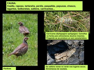 FAUNA:
   Coello, raposo, tartaraña, perdiz, paspallás, papuxas, chasco,
   lagartos, bolboretas, saltóns, carricantas...




                                      Carricanta (Ephippigera ephippiger). Camúflse
                                      na herba para alimentarse doutros insectos.
                                      Fregando as as produce un son característico.




                                     Os saltóns vense no verán nos lugares secos.
Perdices                             Aliméntanse de vexetais.
 