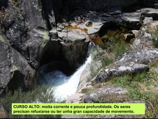 CURSO ALTO: moita corrente e pouca profundidade. Os seres
precisan refuxiarse ou ter unha gran capacidade de movemento.
 