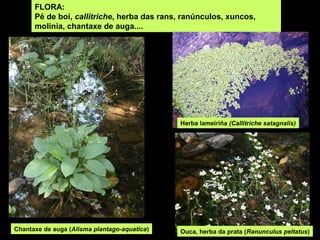FLORA:
      Pé de boi, callitriche, herba das rans, ranúnculos, xuncos,
      molinia, chantaxe de auga....




                                              Herba lameiriña (Callitriche satagnalis)




Chantaxe de auga (Alisma plantago-aquatica)   Ouca, herba da prata (Ranunculus peltatus)
 