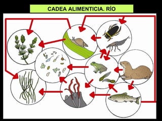 CADEA ALIMENTICIA. RÍO
 