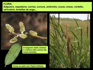 FLORA:
Salgueiro, espadaina, carrizo, xuncos, ambroíño, oucas, eneas, verdello,
utricularia, lentellas de auga...




                    O salgueiro (Salix cinerea)
                    é a árbore máis común das
                    zonas húmidas.




        Eneas ou palla real (Typha latifolia).
 