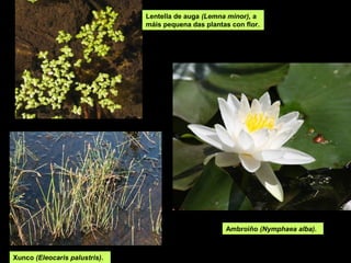 Lentella de auga (Lemna minor), a
                               máis pequena das plantas con flor.




                                                      Ambroíño (Nymphaea alba).



Xunco (Eleocaris palustris).
 