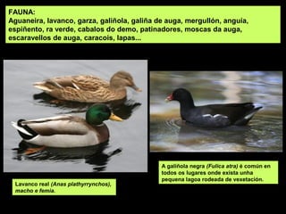 FAUNA:
Aguaneira, lavanco, garza, galiñola, galiña de auga, mergullón, anguía,
espiñento, ra verde, cabalos do demo, patinadores, moscas da auga,
escaravellos de auga, caracois, lapas...




                                             A galiñola negra (Fulica atra) é común en
                                             todos os lugares onde exista unha
                                             pequena lagoa rodeada de vexetación.
 Lavanco real (Anas plathyrrynchos),
 macho e femia.
 
