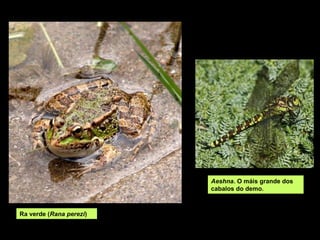 Aeshna. O máis grande dos
                         cabalos do demo.



Ra verde (Rana perezi)
 
