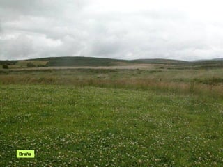 Braña
 