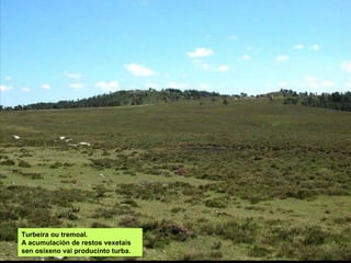 Turbeira ou tremoal.
A acumulación de restos vexetais
sen osíxeno vai producinto turba.
 