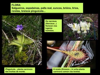 FLORA:
      Salgueiros, espadainas, palla real, xuncos, brións, lirios,
      rorelas, breixos pinguícola...


                                   Os narcisos
                                   (Narcisus...)
                                   florecen nos
                                   lugares
                                   húmidos.




Pinguicula... planta carnívora             A rorela (Drosera...) é unha planta
das brañas de monte.                       carnívora común nas brañas.
 