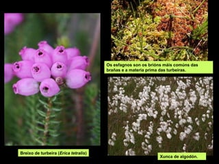 Os esfagnos son os brións máis comúns das
                                      brañas e a materia prima das turbeiras.




Breixo de turbeira (Erica tetralis)
                                                             Xunca de algodón.
 