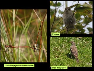 Papuxa




Gaiteiros (Pyrrhosoma ninphula)
                                  Pica dos prados
 