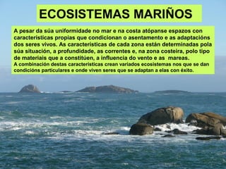 ECOSISTEMAS MARIÑOS
A pesar da súa uniformidade no mar e na costa atópanse espazos con
características propias que condicionan o asentamento e as adaptacións
dos seres vivos. As características de cada zona están determinadas pola
súa situación, a profundidade, as correntes e, na zona costeira, polo tipo
de materiais que a constitúen, a influencia do vento e as mareas.
A combinación destas características crean variados ecosistemas nos que se dan
condicións particulares e onde viven seres que se adaptan a elas con éxito.
 
