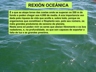 REXIÓN OCEÁNICA
É a que se atopa lonxe das costas onde se superan os 200 m de
fondo e poden chegar aos 4.000 de media. A súa importancia ven
dada pola riqueza da vida que acolle e, sobre todo, porque os
organismos que constitúen o fitoplanto son, polo seu número, os
máis grandes produtores de osíxeno do planeta.
Nesta zona só poden vivir os seres que aboian libremente e os bos
nadadores, e, na profundidade, os que son capaces de soportar a
falta de luz e as grandes presións.
 