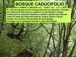 BOSQUE CADUCIFOLIO
É o tipo de bosque que lle corresponde pola súa situación. Formado
por árbores de folla ancha e caediza e un abundante e variado
sotobosque de especies trepadoras, herbas e plantas que florecen
antes da saída das follas das árbores, fungos, brións e liques.
Acollen aos animais máis grandes da fauna galega.
As fragas son os bosques naturais e maior diversidade.
 
