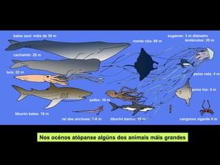 balea azul: máis de 30 m                                                               augamar: 3 m diámetro
                                                                       manta raia: 80 m            tentáculos: 35 m



   cachalote: 20 m



lura: 22 m                                                                                             peixe vela: 4 m



                                                                                                       peixe lúa: 4 m

                                             polbo: 10 m


    tiburón balea: 18 m
                              rei das anchoas: 7-8 m       tiburón banco: 10 m                  cangrexo xigante 4 m




                 Nos océnos atópanse algúns dos animais máis grandes
 