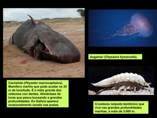 Augamar (Chysaora hysoscella).




Cachalote (Physeter macrocephalus).
Mamífero mariño que pode acadar os 25
m de lonxitude. É o máis grande dos
cetáceos con dentes. Aliméntase de
luras que pesca buceando a grandes
profundidades. En Galicia aparece
ocasionalmente varado nas praias.          Crustáceo isópodo bentónico que
                                           vive nas grandes profundidades
                                           mariñas, a máis de 3.000 m.
 