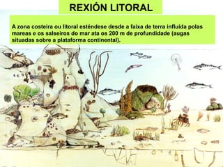 REXIÓN LITORAL
A zona costeira ou litoral esténdese desde a faixa de terra influída polas
mareas e os salseiros do mar ata os 200 m de profundidade (augas
situadas sobre a plataforma continental).
 