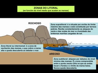 ZONAS DO LITORAL
                       (en función do nivel medio que acadan as mareas)




                            ROCHOSO                 Zona supralitoral: é a situada por enriba do límite
                                                    máximo das mareas e está constituída por terreos
                                                    pobres. Recibe constantemente os ataques do
                                                    vento e das ondas do mar e a humidade das
                                                    brétemas mariñas cargadas de sal.




Zona litoral ou intermareal: é a zona de
oscilación das mareas, a que cobre a marea
alta e queda descuberta ao debalar o mar.
                                                  AREOSO
                                                       Zona sublitoral: atópase por debaixo do nivel
                                                       mínimo das mareas. É a zona comprendida
                                                       entre o punto neutro (liña na que as ondas
                                                       tocan o fondo) e o límite da marea baixa.
                                                       Nunca queda descuberta.
 
