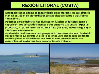 REXIÓN LITORAL (COSTA)
Esténdese desde a faixa de terra influída polas mareas e os salseiros do
mar ata os 200 m de profundidade (augas situadas sobre a plataforma
continental).
Podemos atopar hábitats moi diversos en función de factores como a
exposición aos ventos dominantes e aos embates das ondas (exposta-
protexida), o tipo de materiais do substrato (rochosa, areosa-fangosa), ou
a influencia das mareas.
A vida nestes medios ven marcada polo periódico ascenso e descenso do nivel do
mar que implica que durante un periodo de tempo unha grande parte dos fondos
mariños queden ao descuberto e polo tanto os seus habitantes teñen que
desenvolver estratexias para tratar de solventar este problema.
 