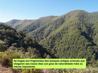 As fragas son fragmentos dos bosques antigos orixinais que
chegaron aos nosos días cun grao de naturalidade máis ou
menos importante.
 
