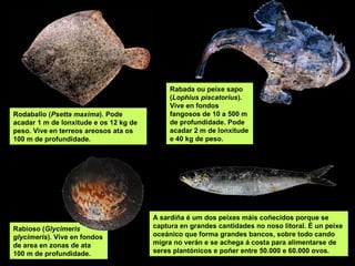 Rabada ou peixe sapo
                                             (Lophius piscatorius).
                                             Vive en fondos
Rodaballo (Psetta maxima). Pode              fangosos de 10 a 500 m
acadar 1 m de lonxitude e os 12 kg de        de profundidade. Pode
peso. Vive en terreos areosos ata os         acadar 2 m de lonxitude
100 m de profundidade.                       e 40 kg de peso.




                                        A sardiña é um dos peixes máis coñecidos porque se
Rabioso (Glycimeris                     captura en grandes cantidades no noso litoral. É un peixe
glycimeris). Vive en fondos             oceánico que forma grandes bancos, sobre todo cando
de area en zonas de ata                 migra no verán e se achega á costa para alimentarse de
100 m de profundidade.                  seres plantónicos e poñer entre 50.000 e 60.000 ovos.
 