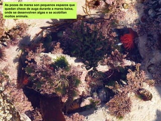 As pozas de marea son pequenos espazos que
quedan cheos de auga durante a marea baixa,
onde se desenvolven algas e se acobillan
moitos animais.
 