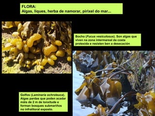 FLORA:
Algas, liques, herba de namorar, pirixel do mar...




                                 Bocho (Fucus vesiculosus). Son algas que
                                 viven na zona intermareal da costa
                                 protexida e resisten ben a desecación




Golfos (Laminaria ochroleuca).
Algas pardas que poden acadar
máis de 2 m de lonxitude e
forman bosques submariños
no infralitoral exposto.
 